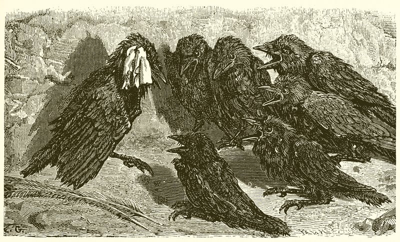 Le Geai vaniteux - Ernest Henry Griset
