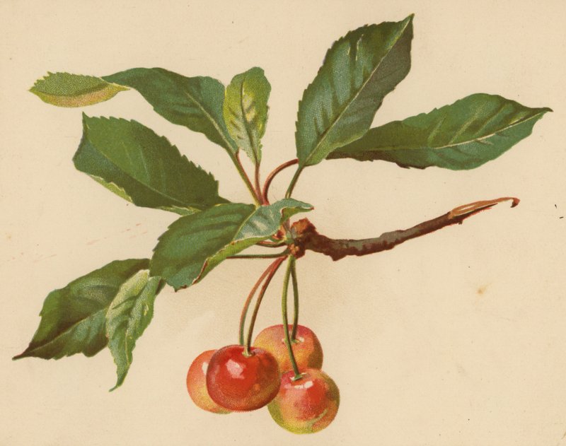 Cerises - Ethel C. Nisbet