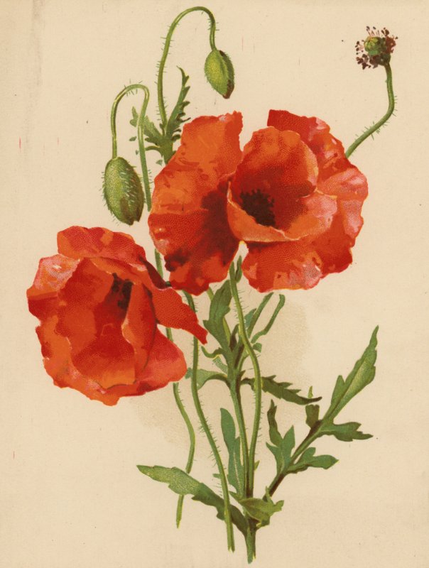 Coquelicots - Ethel C. Nisbet