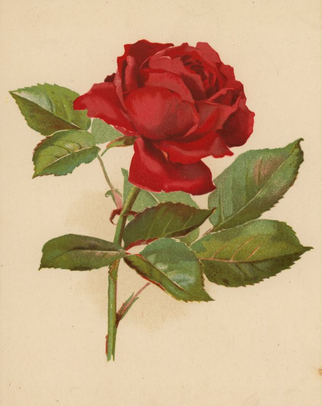Rose de jardin rouge - Ethel C. Nisbet