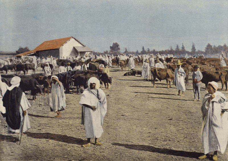 Foire du bétail à Sidi-Bel-Abbès - European Photographer