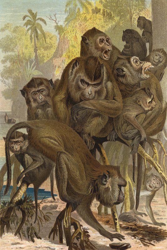 Macaque - European School