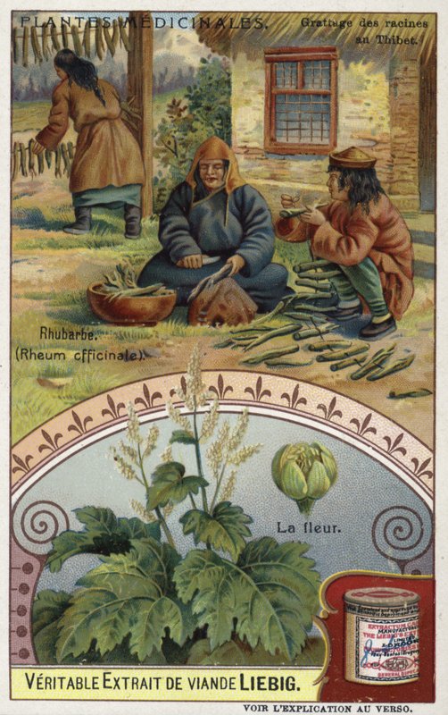 Rhubarbe : râper les racines au Tibet - European School