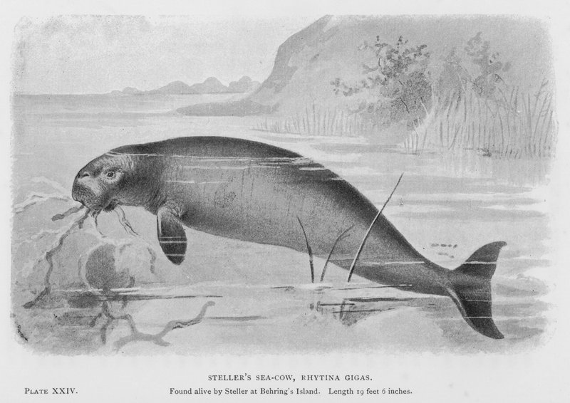 La Vache de mer de Steller, Rhytina Gigas - European School
