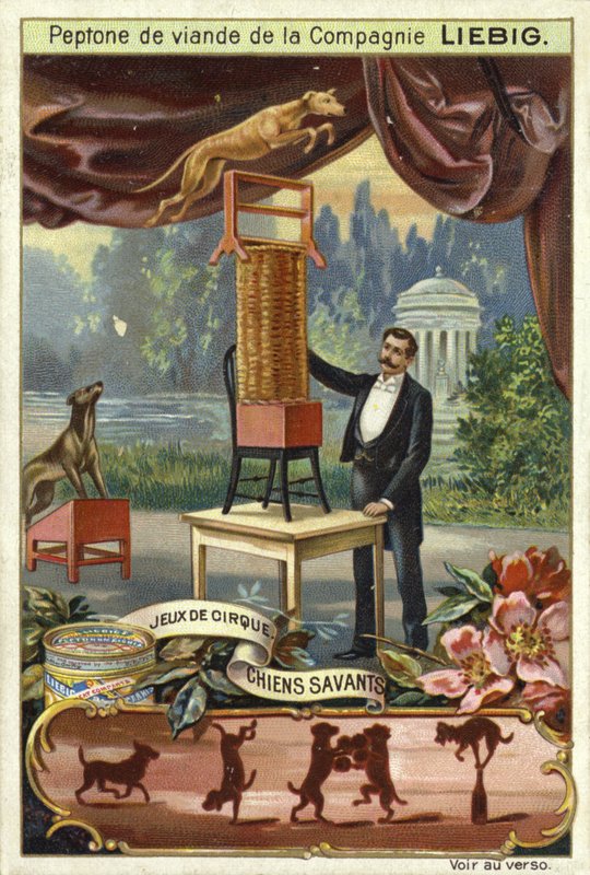 Chiens dressés - European School
