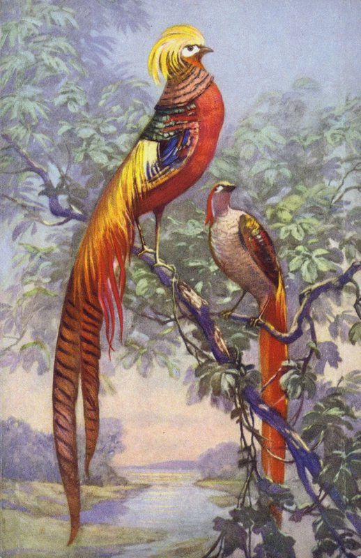Oiseau tropical ou exotique dans un cadre naturel - European School