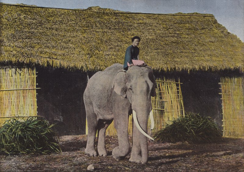 Éléphant au Travail - European Photographer