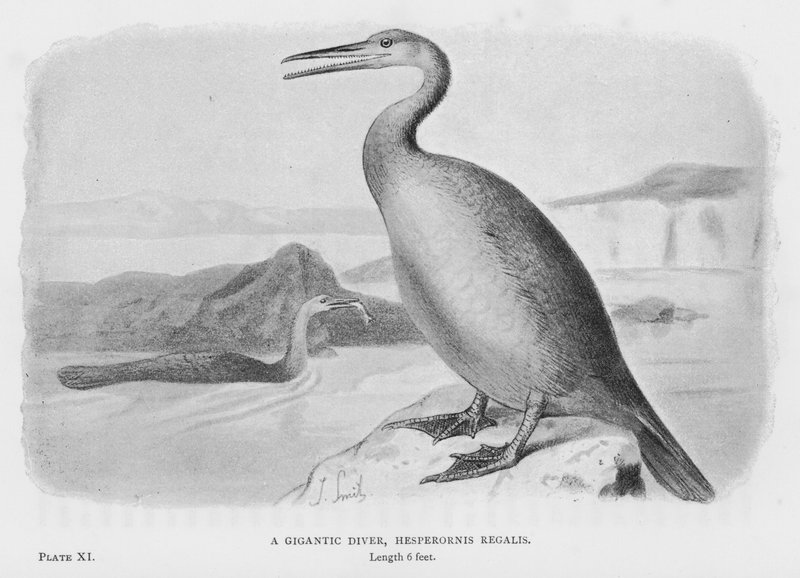 Un plongeur gigantesque, Hesperornis Regalis - European School