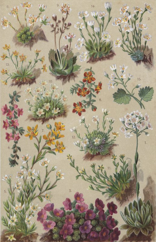 Flore alpine - European School