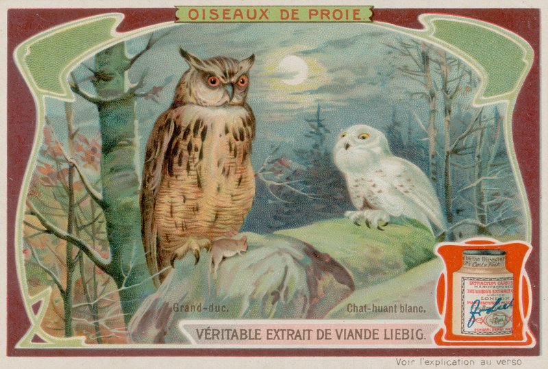 Un grand-duc et une chouette blanche - European School