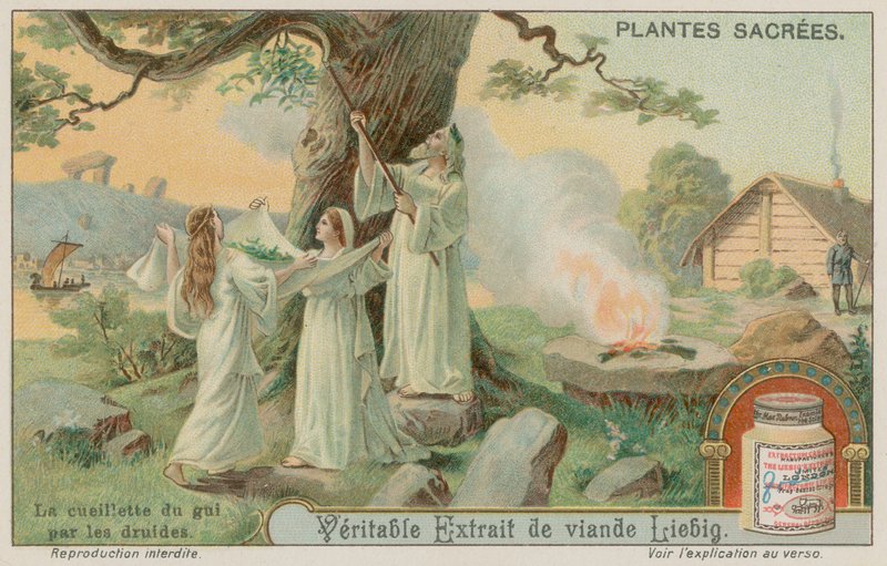 Druides anciens récoltant du gui - European School