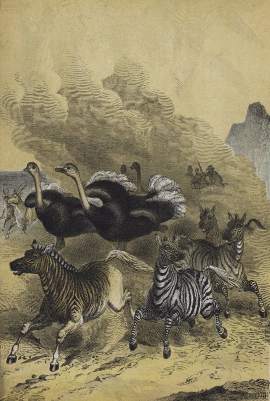 Animaux de l