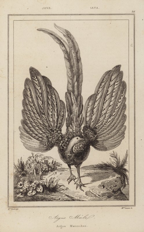 Argus Malel, Argus Maennchen - European School