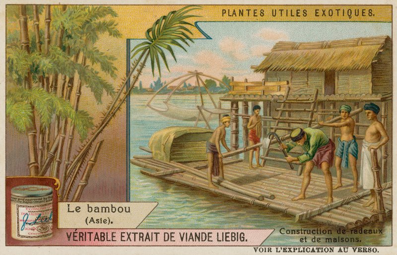 Bambou - European School