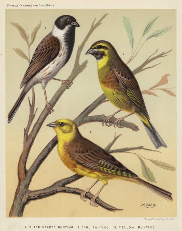 Bruant à tête noire, Bruant zizi, Bruant jaune - European School