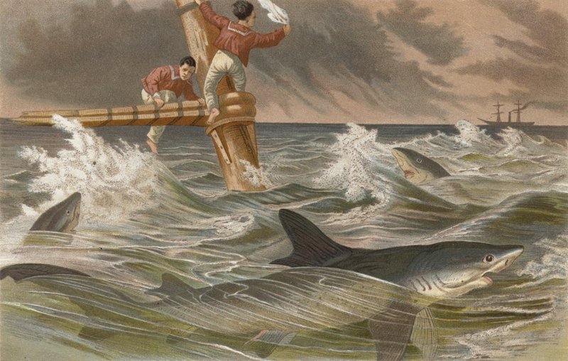 Requin bleu - European School
