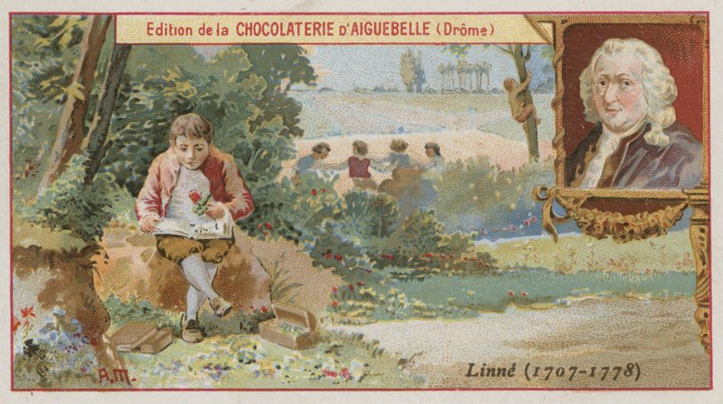 Carl von Linné, botaniste et zoologiste suédois - European School