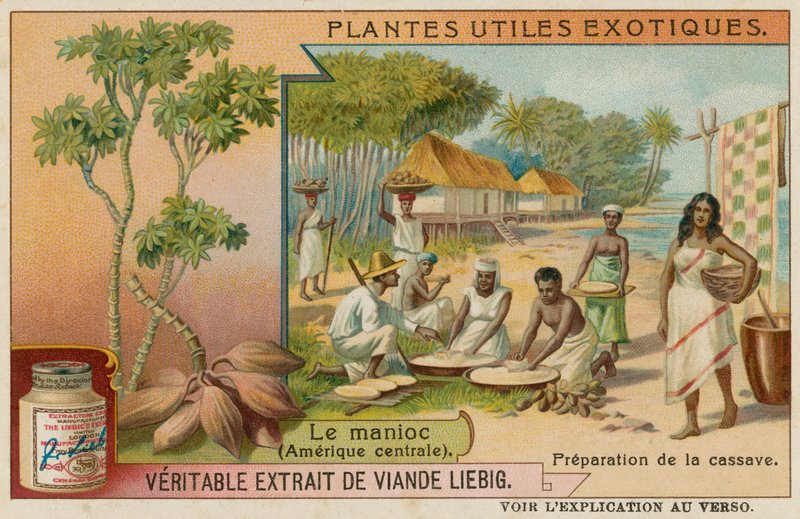Manioc - European School