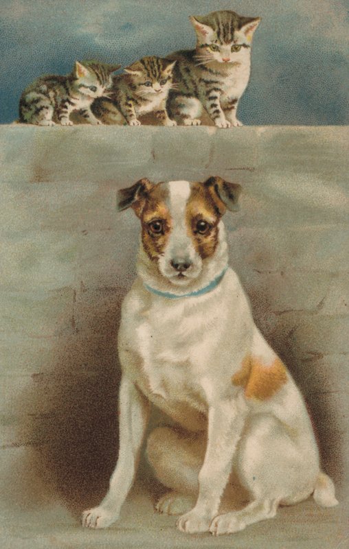 Chats observant un chien - European School