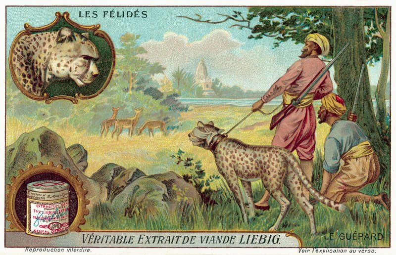 Guépard (chromolithographie) - European School