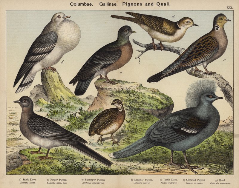 Colombes, Poules, Pigeons et Cailles - European School