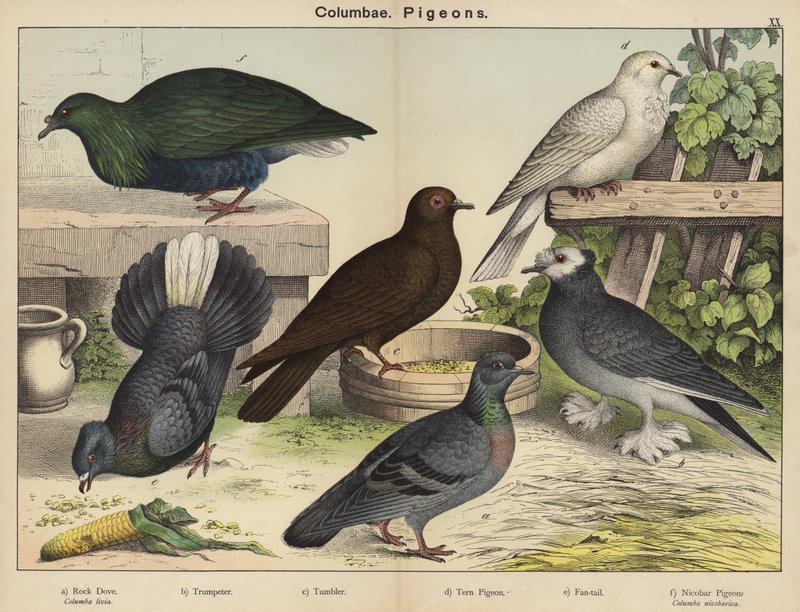 Columbae, Pigeons - European School