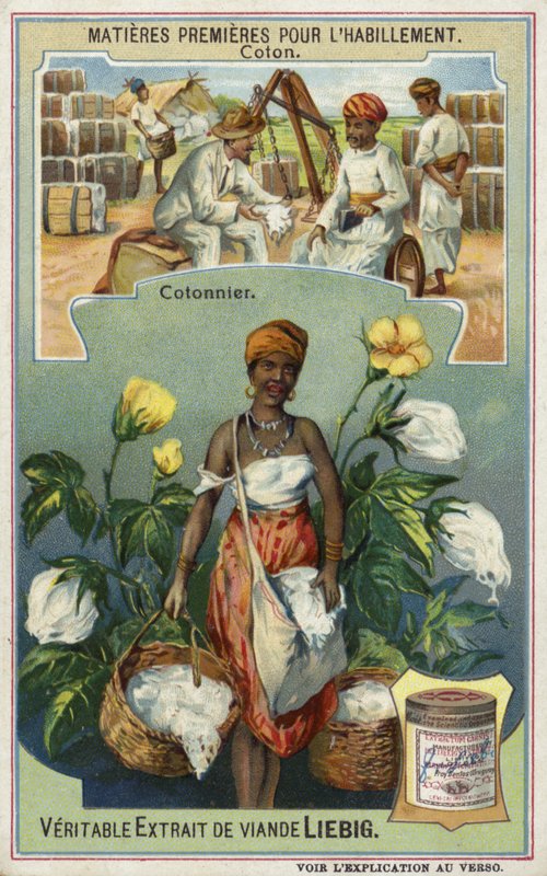 Coton : cueilleur de coton - European School