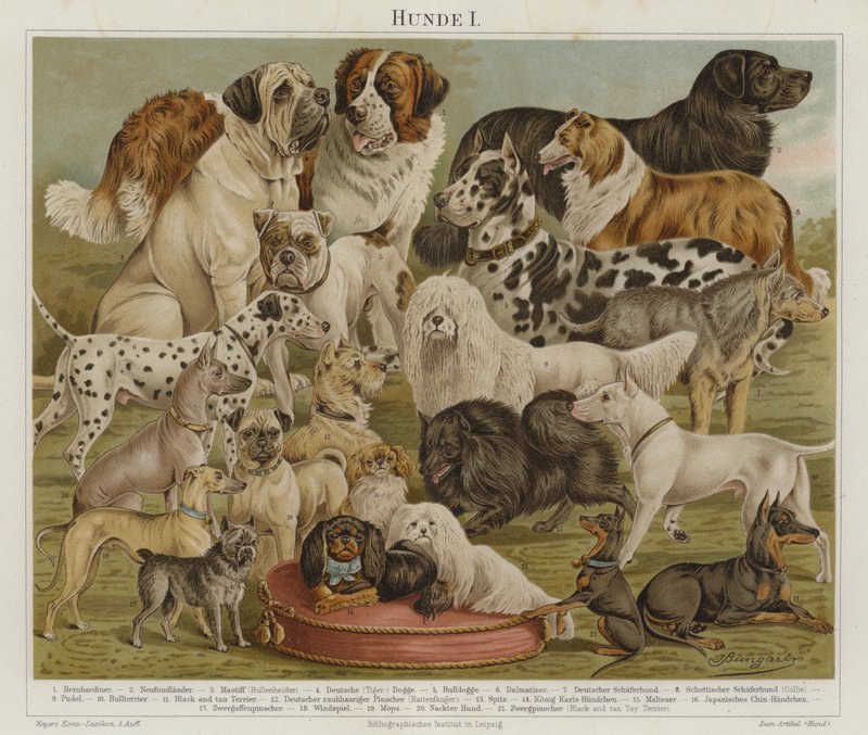 Chiens - European School