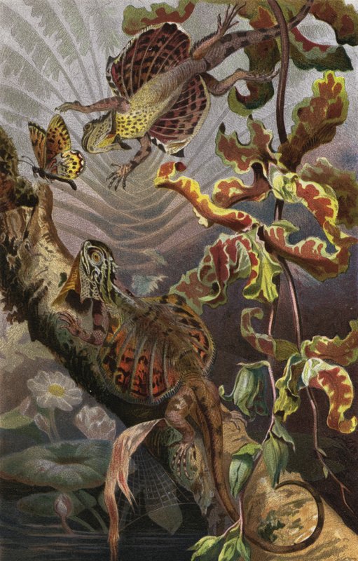 Flugdrache - European School