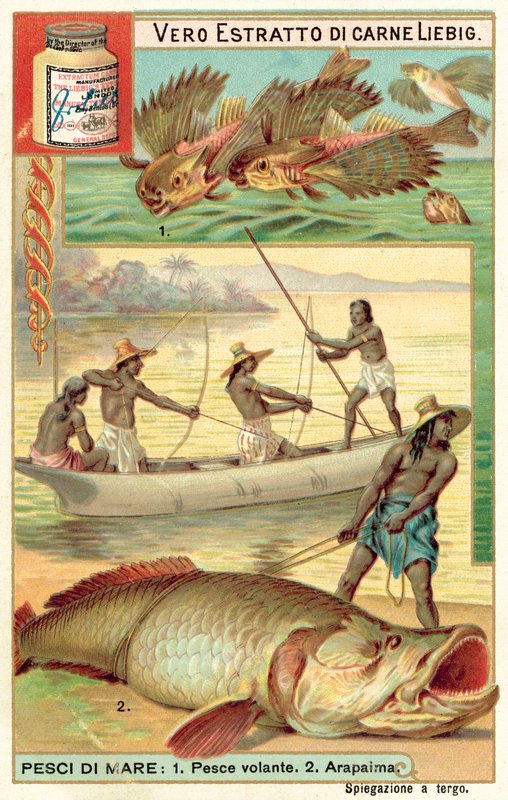 Poisson volant et arapaïma - European School
