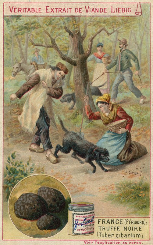 France (Périgord) : truffe noire (Tuber cibarium) - European School