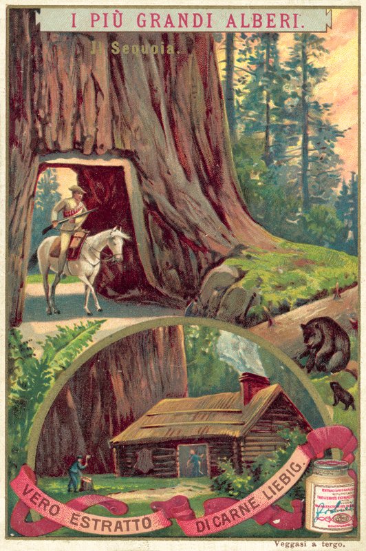 Séquoia géant (chromolithographie) - European School