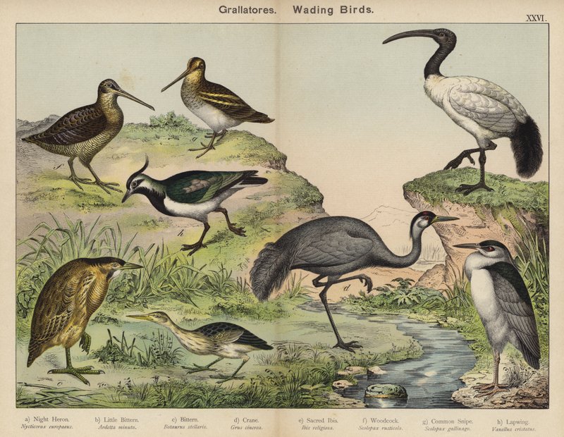 Grallatores, oiseaux échassiers - European School