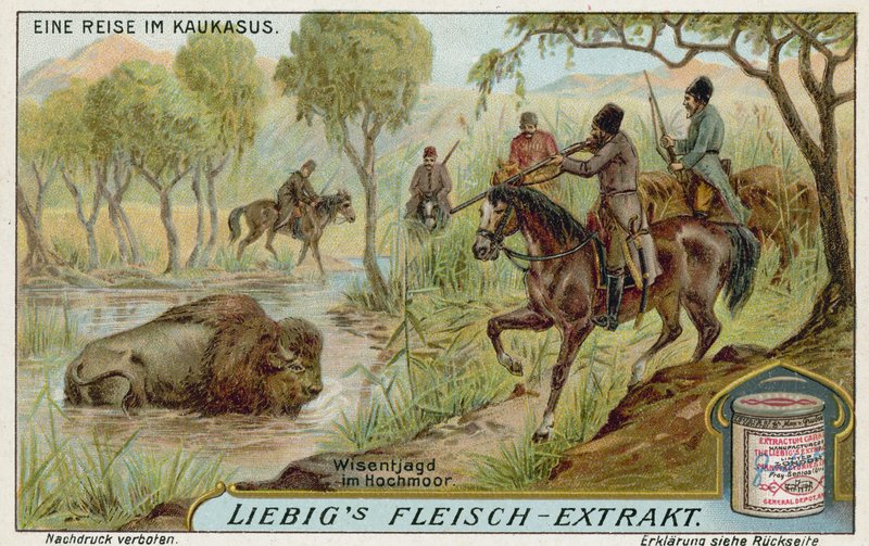 Chasse au bison dans un marais - European School