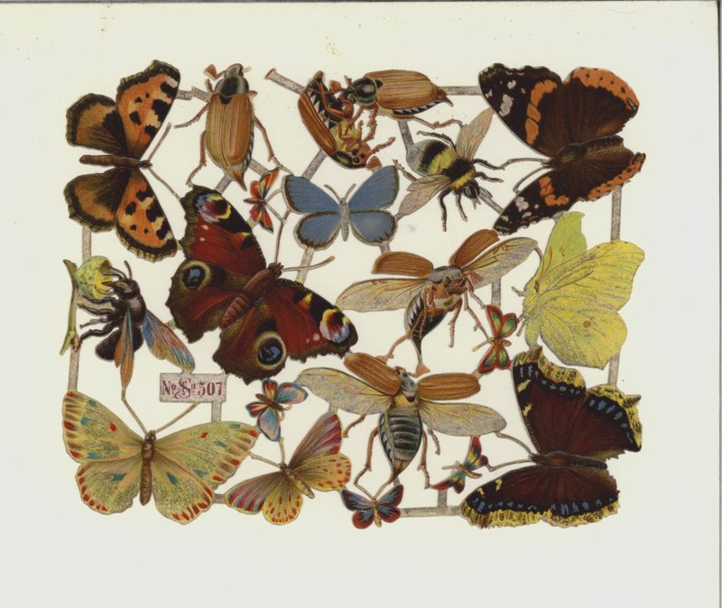 Insectes (chromolithographie) - European School