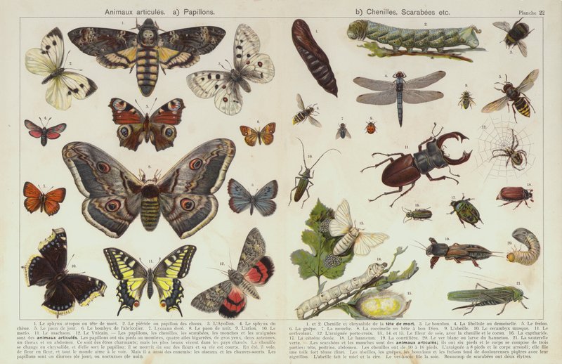 Insectes et autres invertébrés - European School