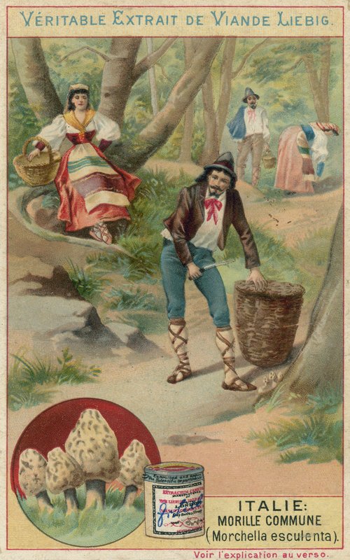 Italie : morille commune (Morchella esculenta) - European School