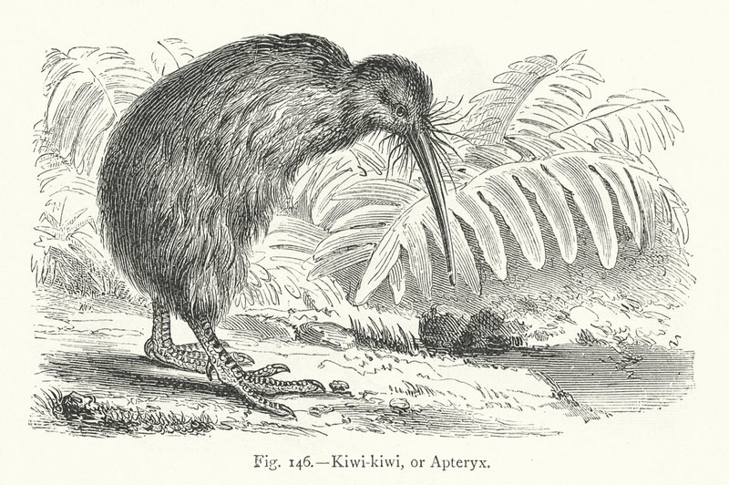 Kiwi-kiwi, ou Apteryx - European School