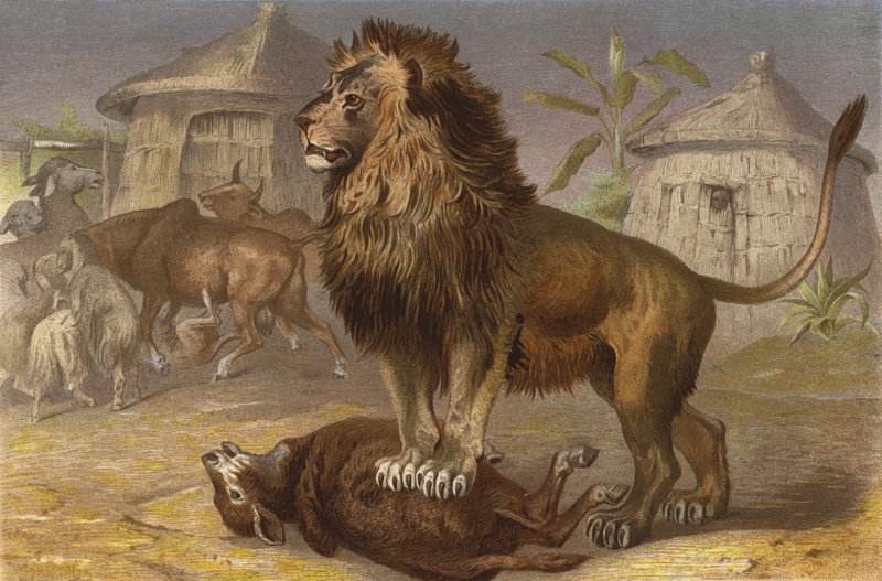Lion dans la Seriba - European School