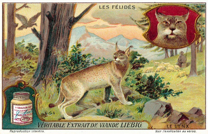Lynx - European School