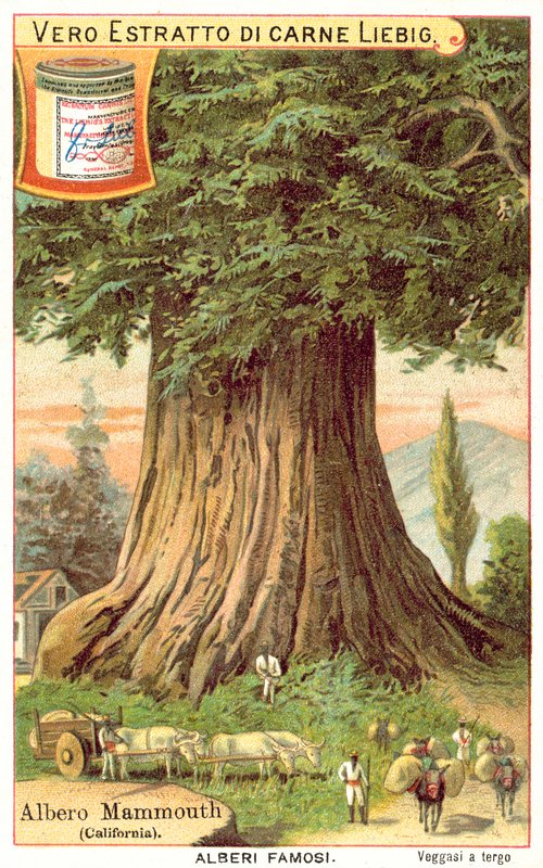 Arbre mammouth, Californie (chromolithographie) - European School