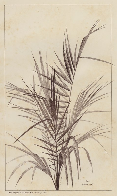 Palmier, Chamaerops Exelsa - European School