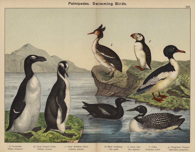 Palmipèdes, oiseaux nageurs - European School