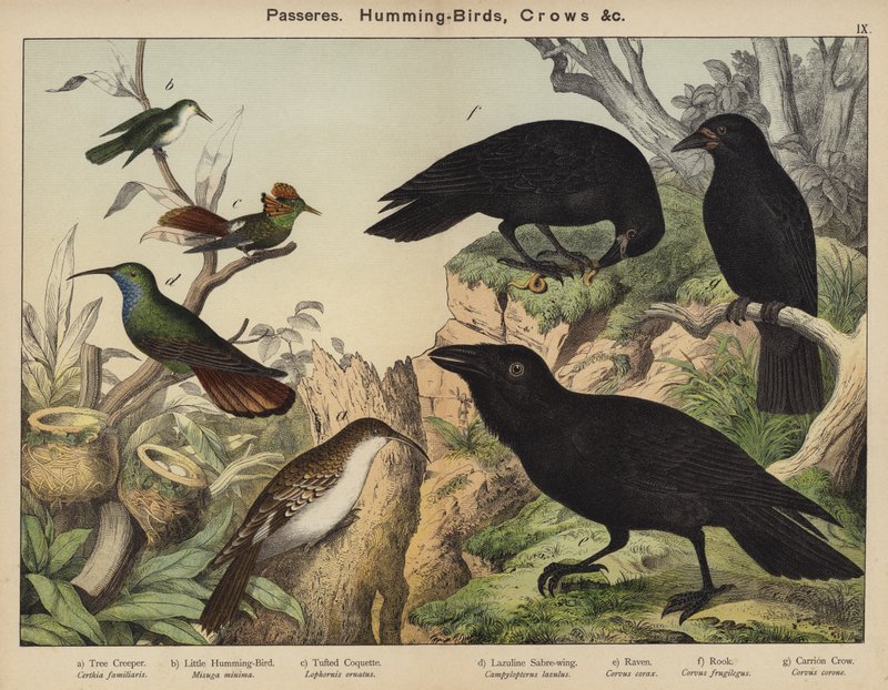 Passereaux, Colibris, Corbeaux - European School