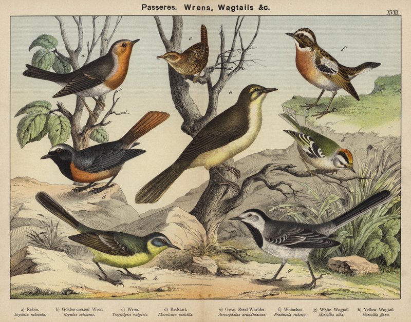 Passereaux, Troglodytes, Bergeronnettes - European School
