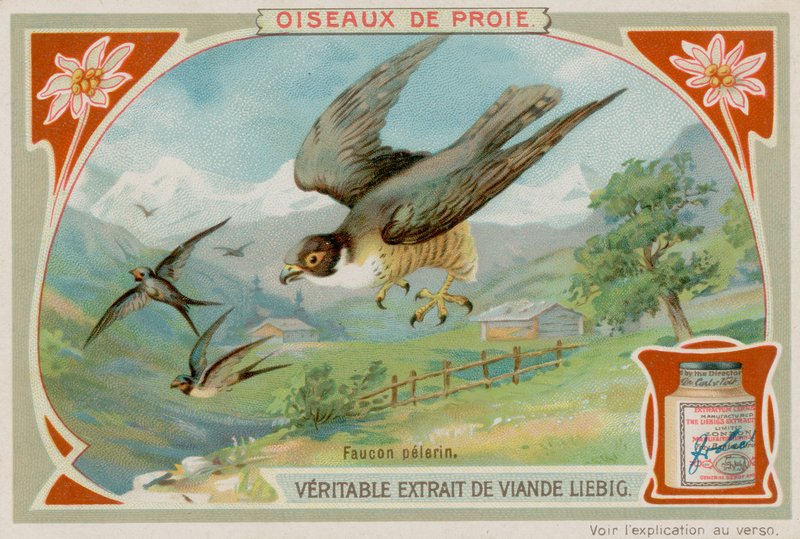 Faucon pèlerin - European School
