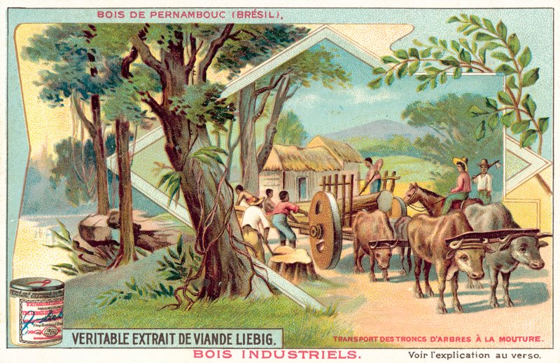Arbre de Pernambuco - European School