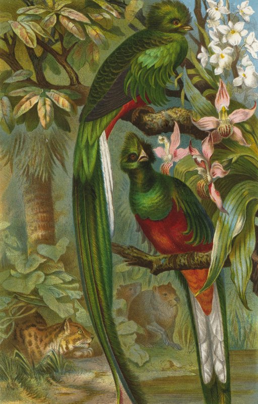 Quetzal - European School