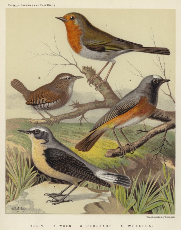 Rouge-gorge, Troglodyte, Rougequeue, Traquet - European School