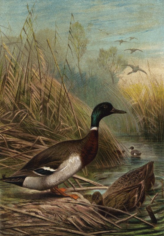 Canard sauvage - European School